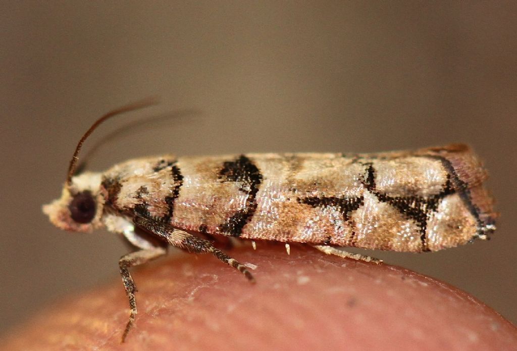 Tortricidae